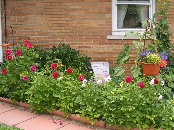 Dahlia photo 2014_07290024_zpse58e6ba3.jpg